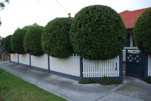 Tree Shaping Melbourne  